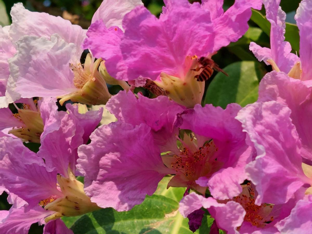 Camera Deluxe Matrimoniale/Doppia con Letti Singoli con Vista Giardino