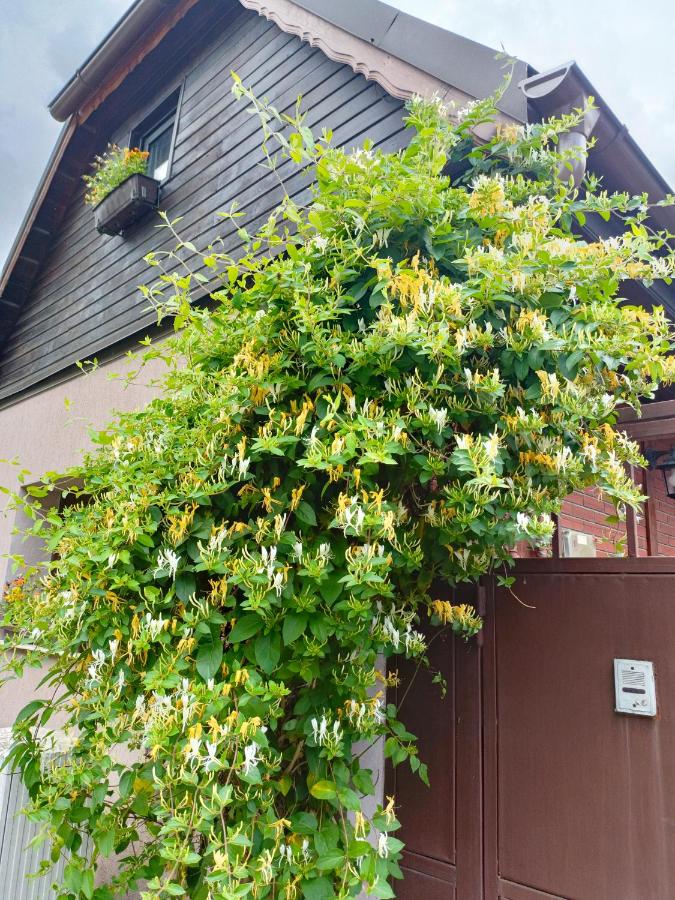 Maison Rosmina - Ferienwohnung Kronstadt