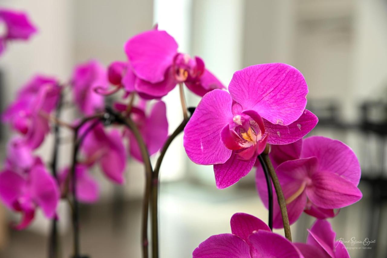 Au doux repos - B&B La Gaubretière