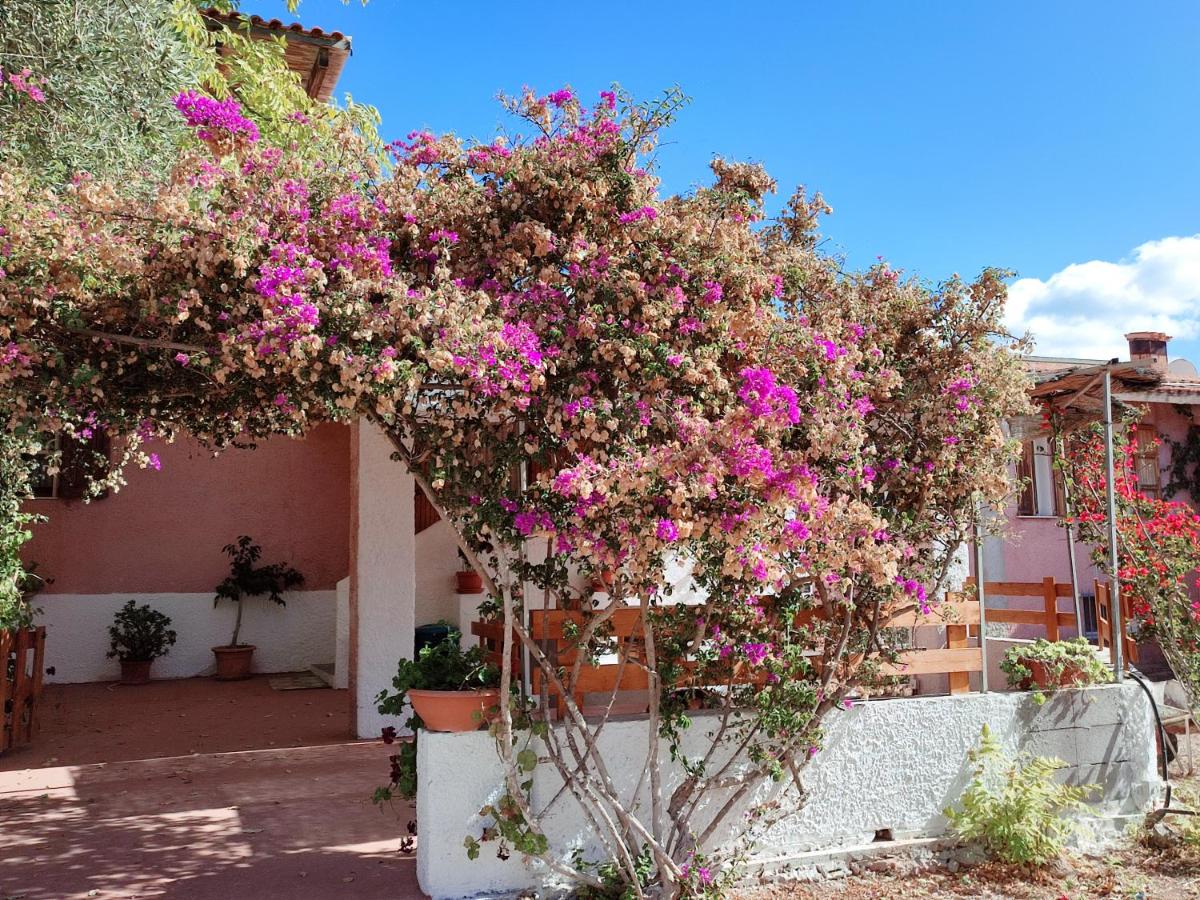 Alghero Guest House, Oasi tra gli Ulivi con Piscina e Fresche Suites in Seminterrato - Chambres d'hôtes Alghero