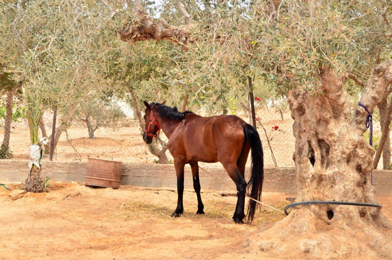 B&B Midoun - Ranch Tanit Djerba - Bed and Breakfast Midoun