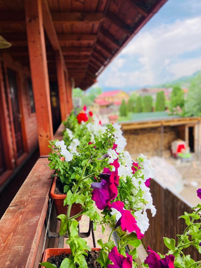 Casa Petrișor - B&B