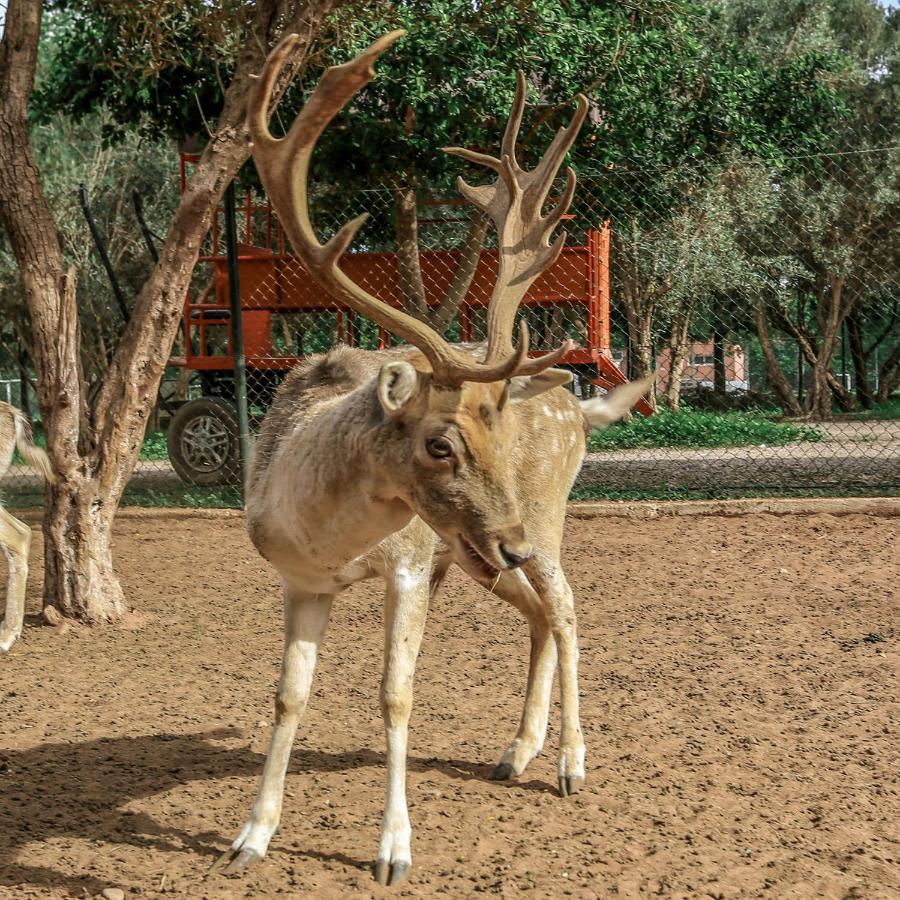Light-brown deer with large antlers stands at dog-friendly Le Domaine Limoune in Oulad Teima.
