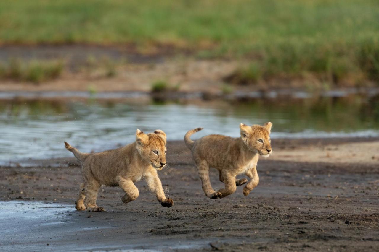 B&B Sinoni - Africa Safari South Serengeti Ndutu Ngorongoro - Bed and Breakfast Sinoni