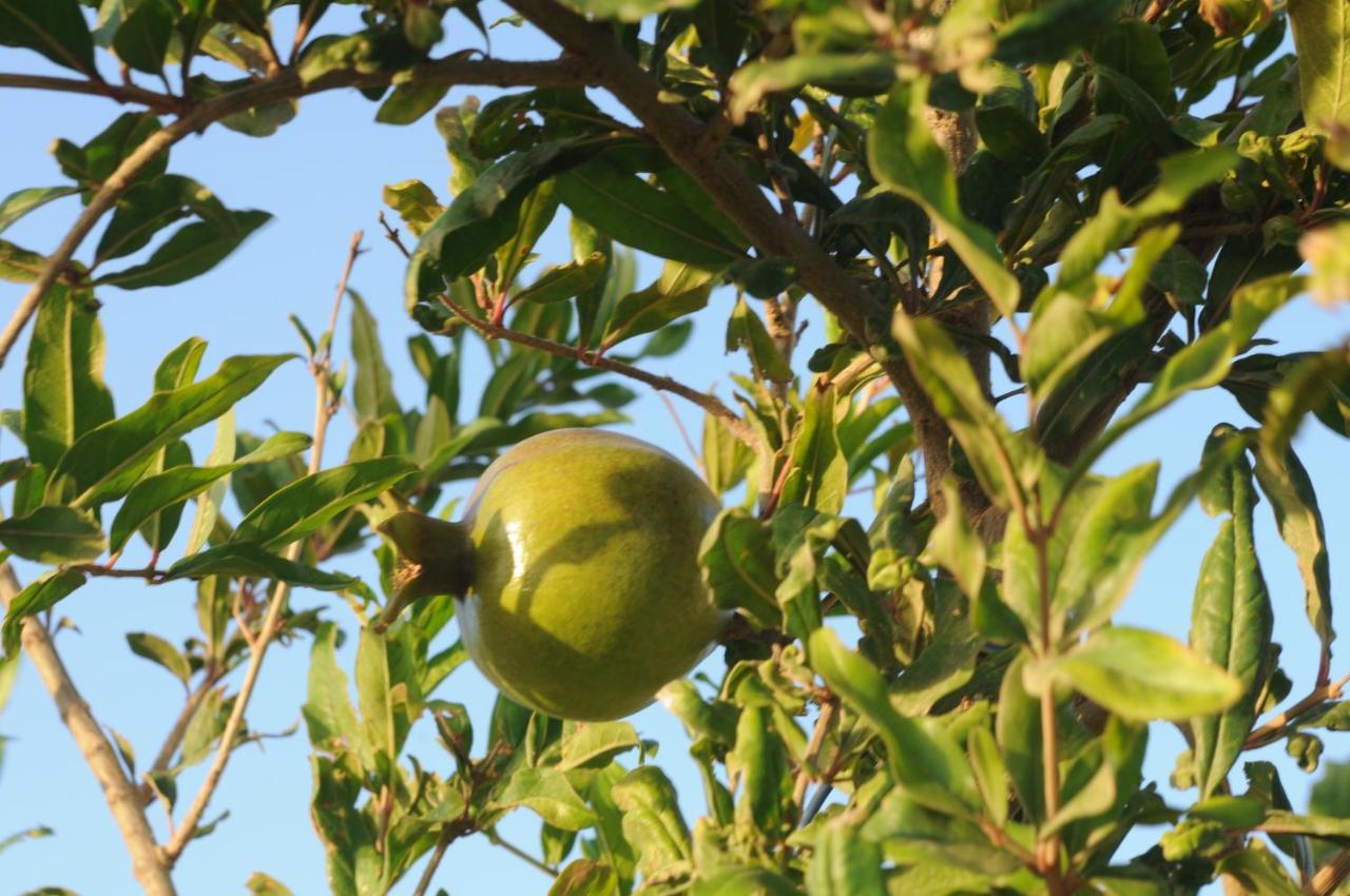 Biktot Hamatzok - Eucalyptus - Bed and Breakfast Bruchim Qela' Alon