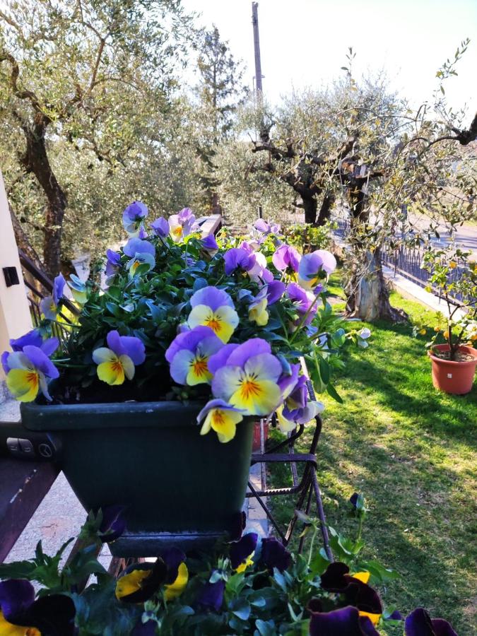 Appartamenti Bellini - B&B Bardolino