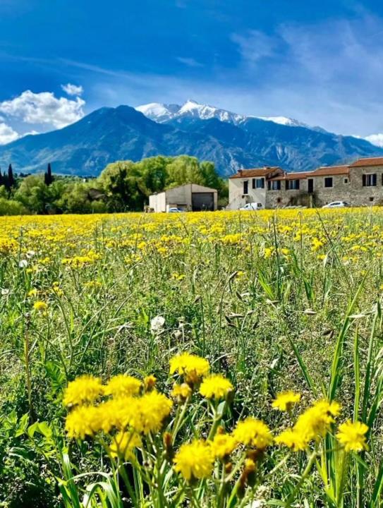 B&B Prades - Gite Le Canigou 3* dans un Mas typique catalan - Bed and Breakfast Prades