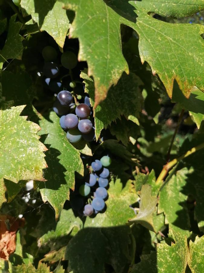 Casa Michel - B&B Măciuceni