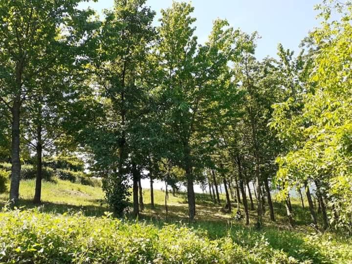 Studio mit Gartenblick