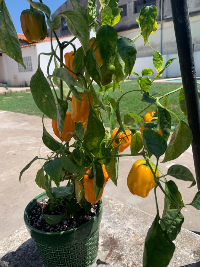 Bam’s Farm - B&B Alcobaça