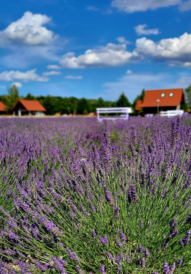 B&B Stolpmünde - Lawendowy Zakątek Machowino- Domek Blue Scent - Bed and Breakfast Stolpmünde