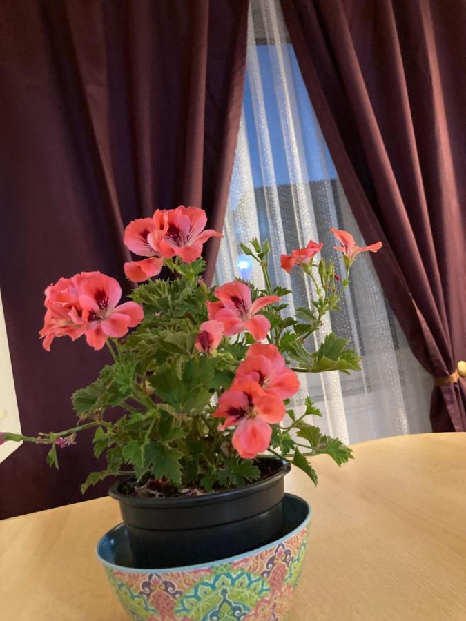 Royal Studio National Arena - Free Parking - B&B Bucarest