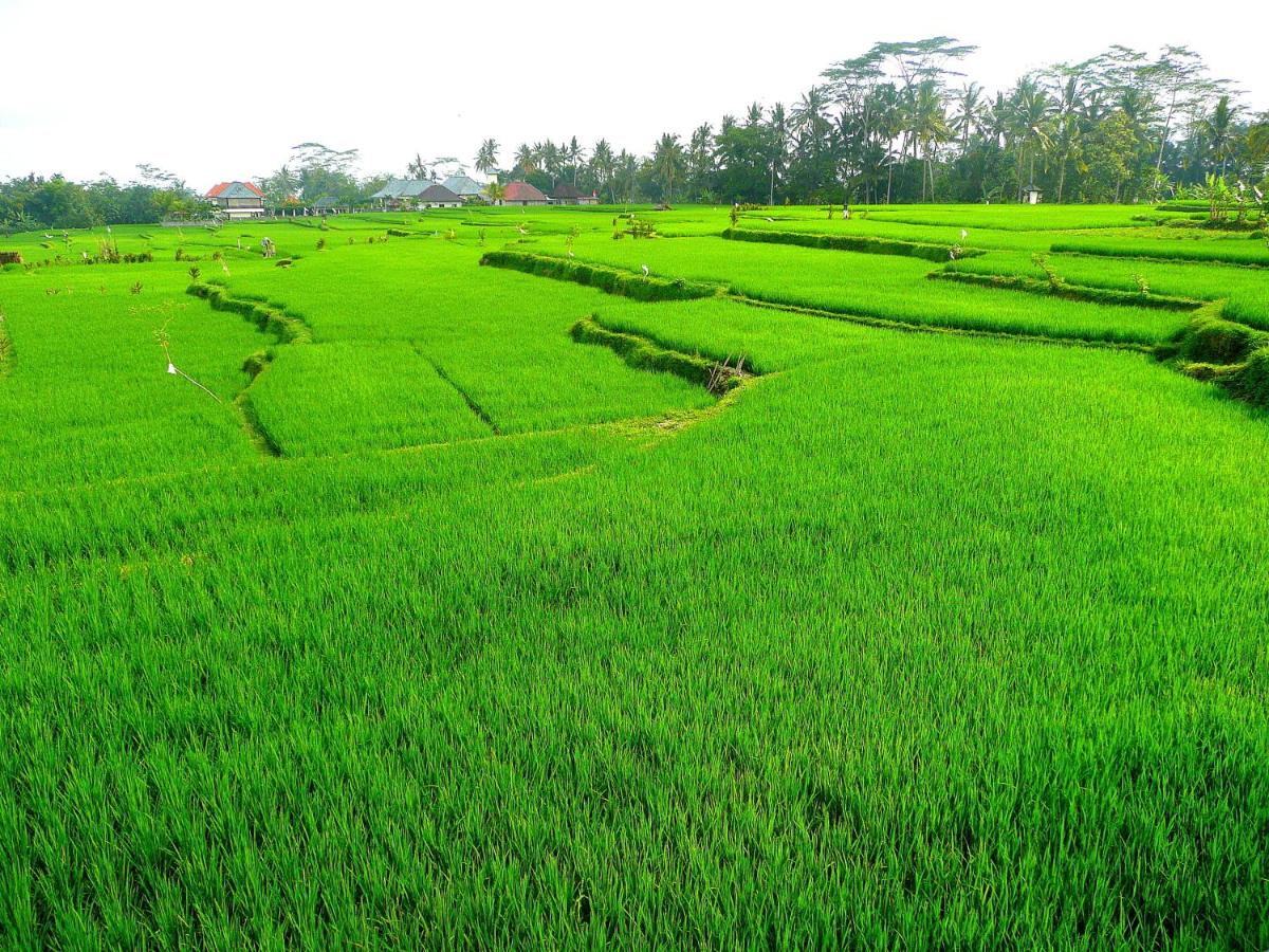 B&B Ubud - Villa Viola - Bed and Breakfast Ubud