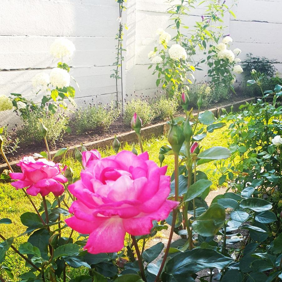 Apartmán HRONOV - Na Padolí - B&B