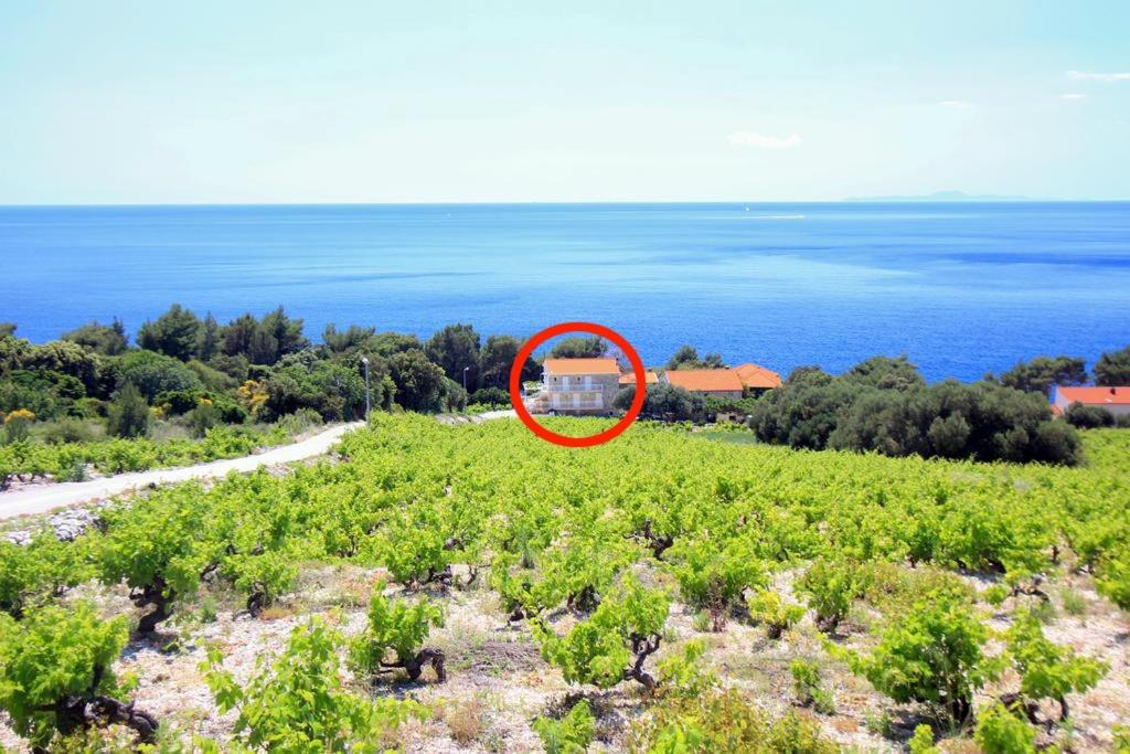 B&B Potomje - Family friendly seaside apartments Dingac - Borak, Peljesac - 18060 - Bed and Breakfast Potomje