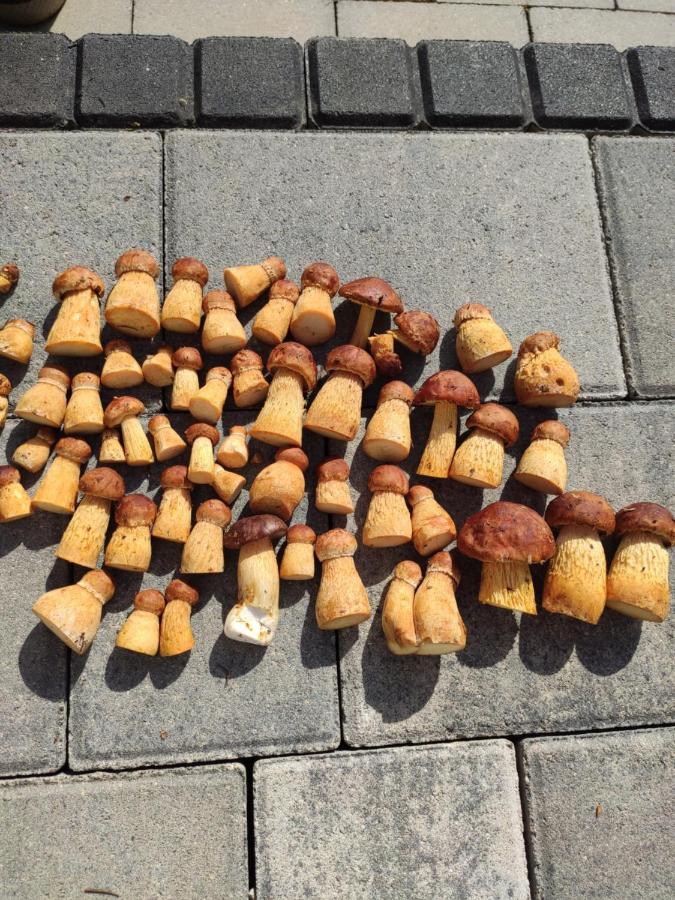 Kalinowa14 - B&B Kopalino