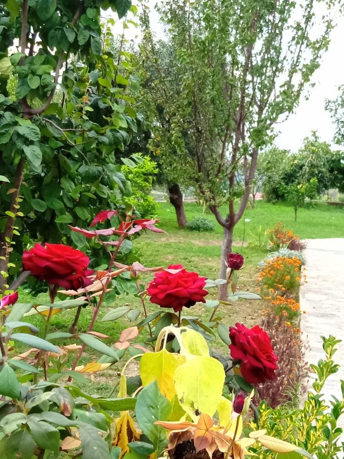 Meti Guest House - B&B
