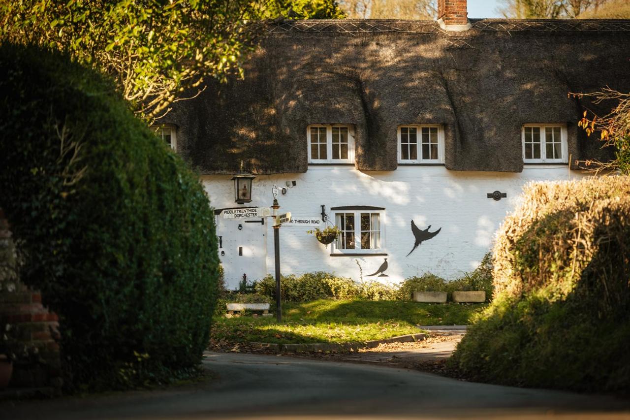 B&B Alton Pancras - Brace of Pheasants - Bed and Breakfast Alton Pancras