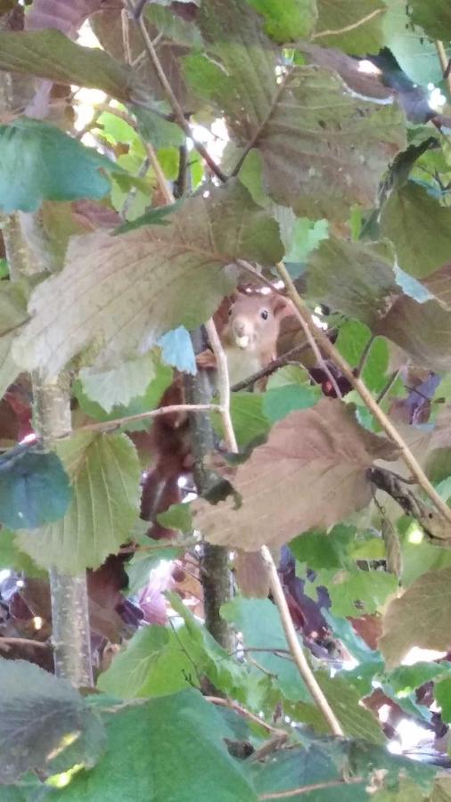 Ferienwohnung Noeska 85020 - B&B Ostrhauderfehn