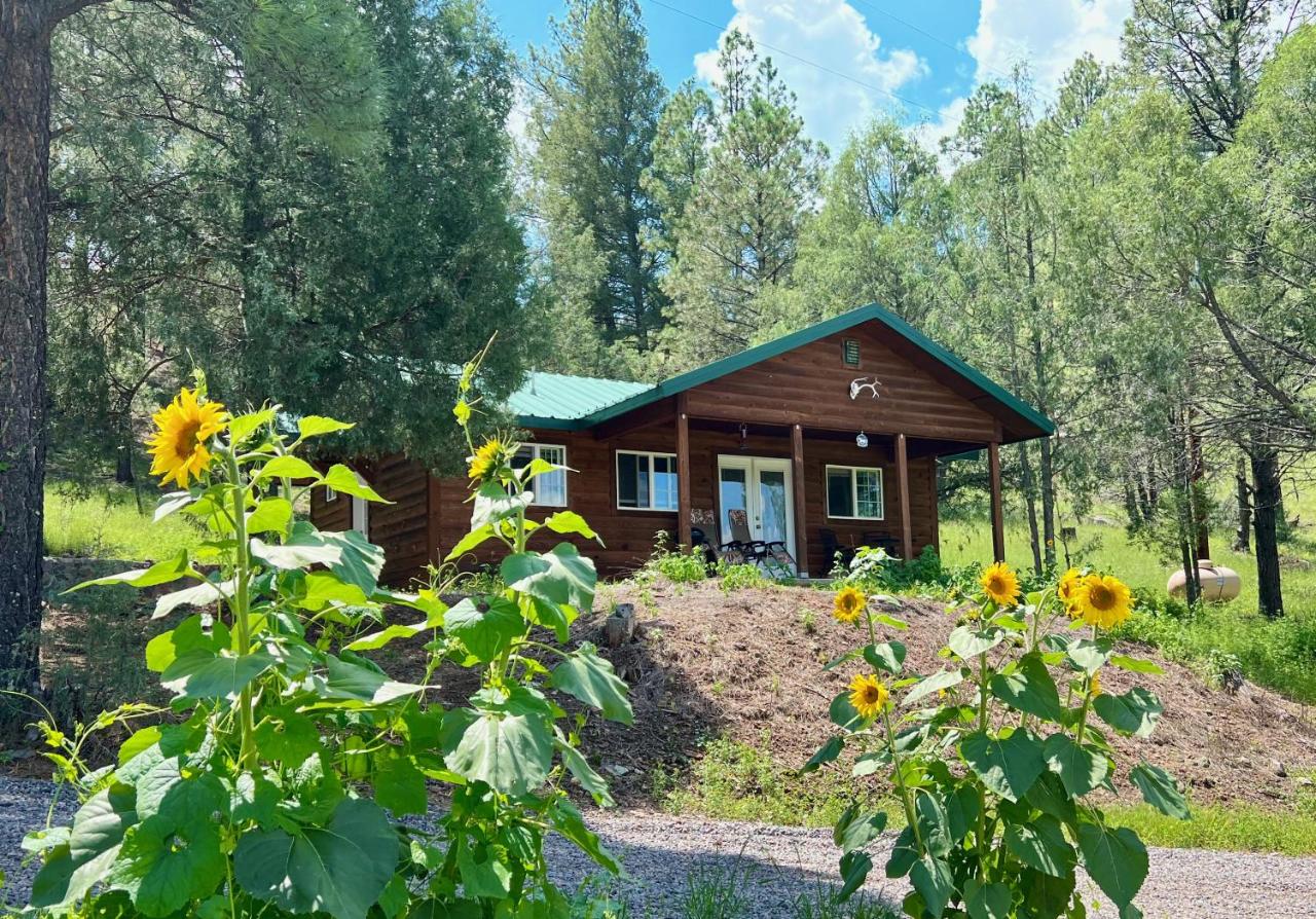 B&B Mimbres - Salt Creek Cabin In The Gila - Bed and Breakfast Mimbres