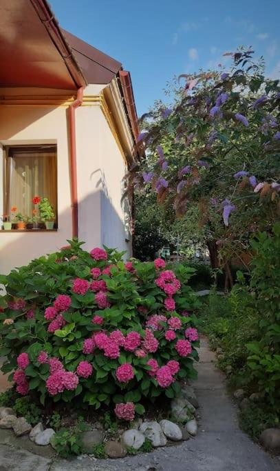 Smile Studio - B&B Braşov