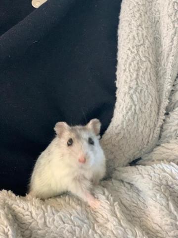 Apartment - auf 2 Etagen