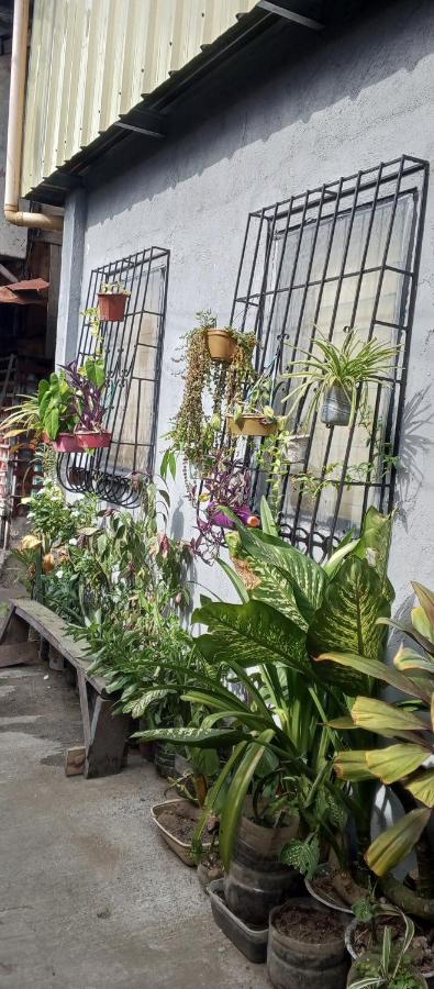 B&B Iloilo City - The Plant House in Iloilo City 12Pax - Bed and Breakfast Iloilo City