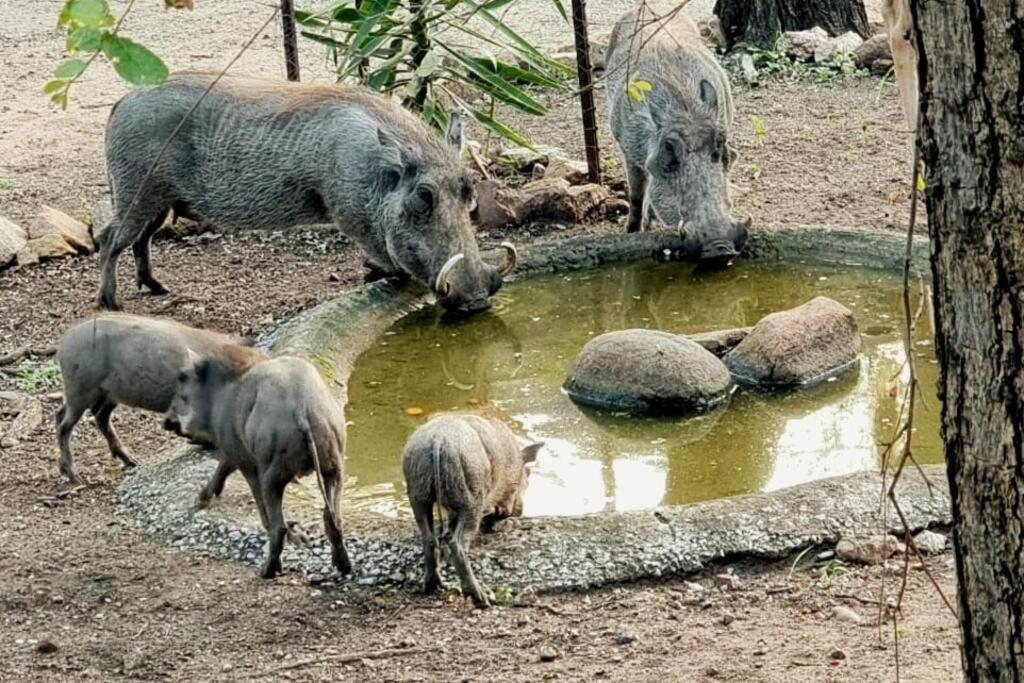 B&B Marloth Park - Amani Milele (Everlasting Peace) - Bed and Breakfast Marloth Park