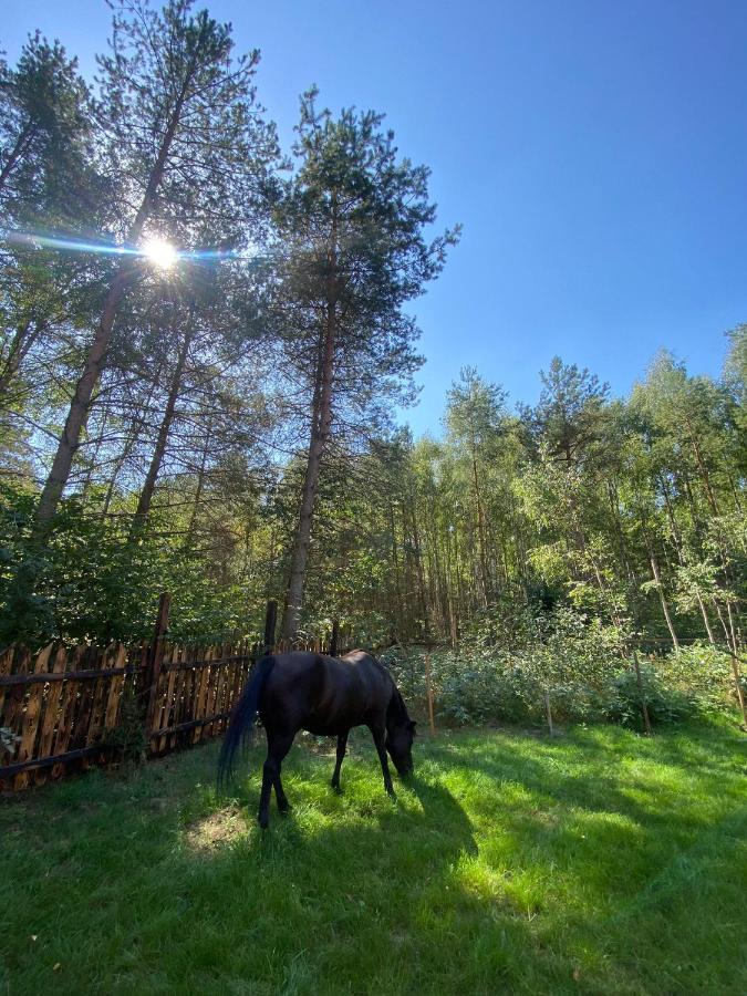 Domek z balią w lesie na Mazurach - B&B Orzyny