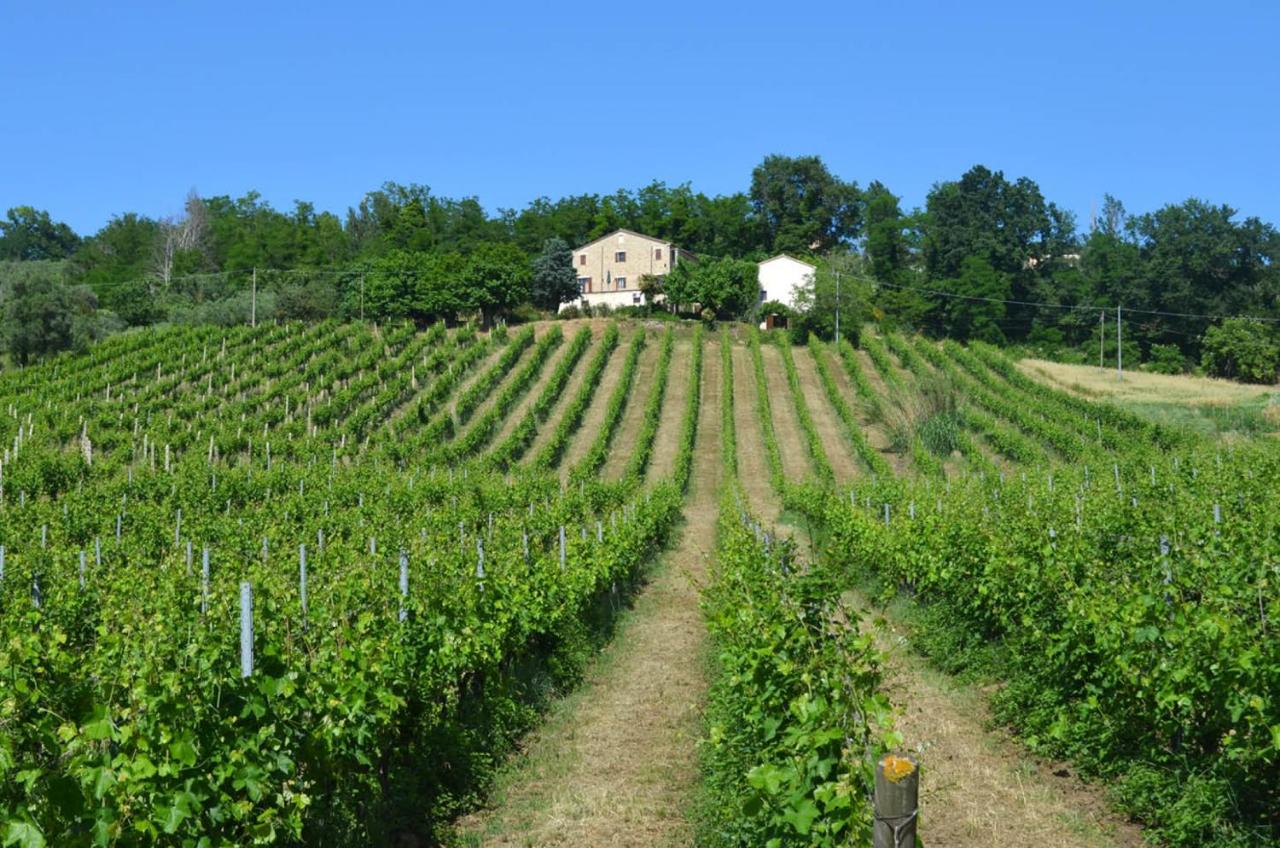 Villa Verdicchio - B&B with wellness for winelovers - Ferienwohnung