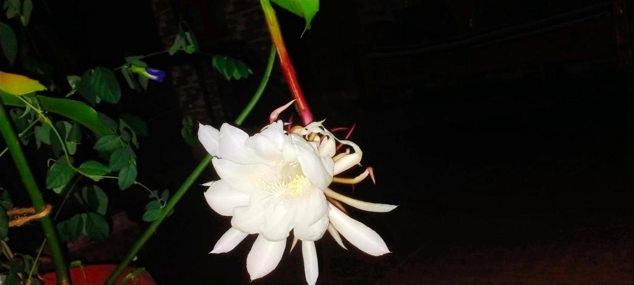 SAHASRA HOME STAY HAMPi - B&B