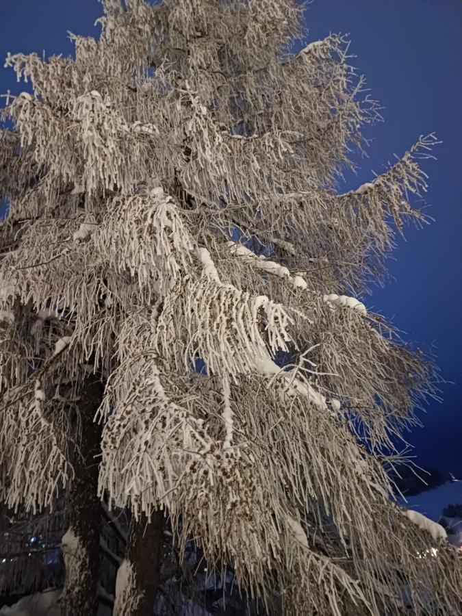 Apartment - Erdgeschoss