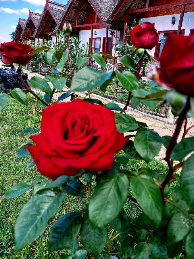 Pensiunea Clisciova - B&B