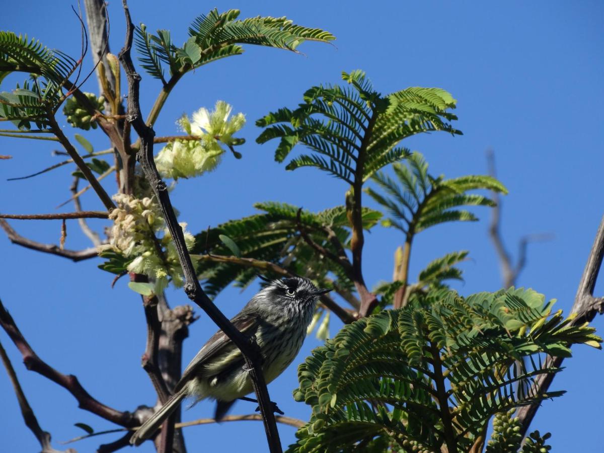 Parcela Parulus - Chambres d’hôtes Valdivia