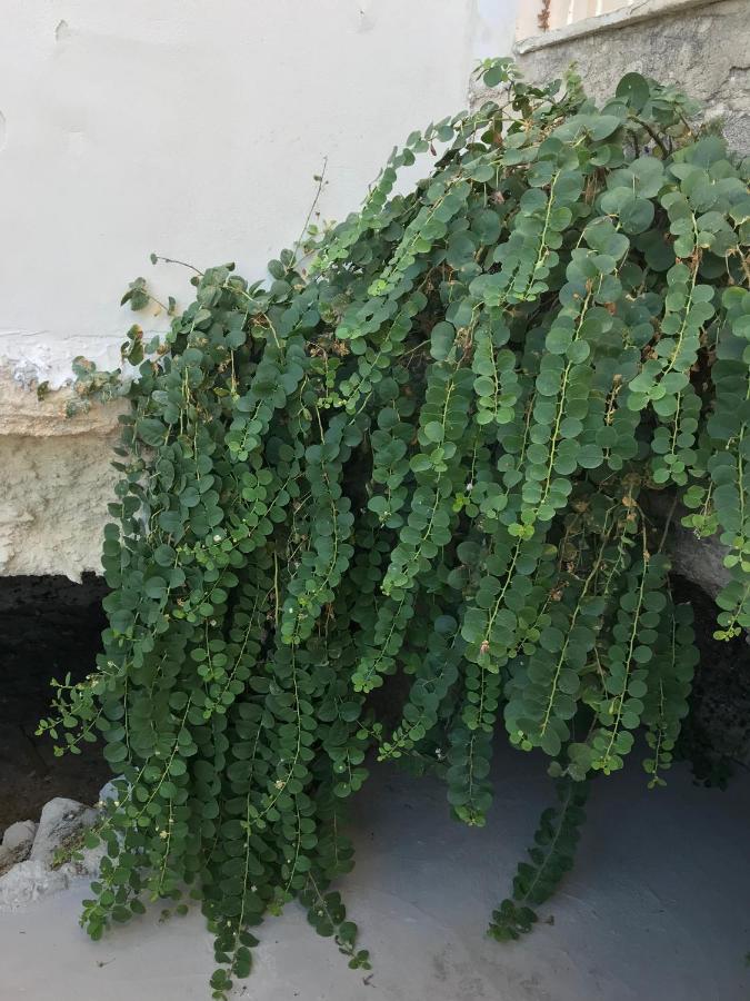 Casa del Limone - B&B Favignana