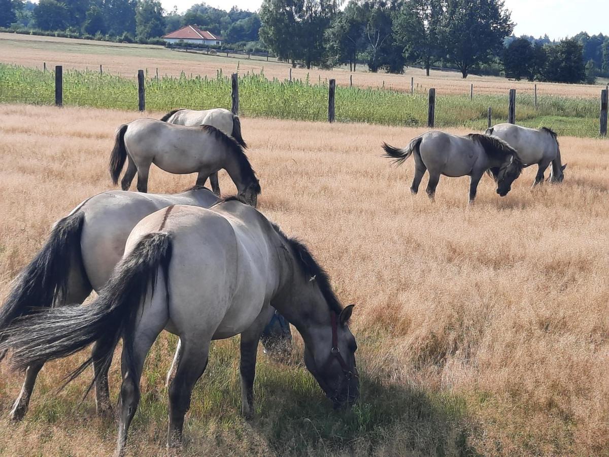 B&B Narewka - Stajnia Bukwica - Bed and Breakfast Narewka