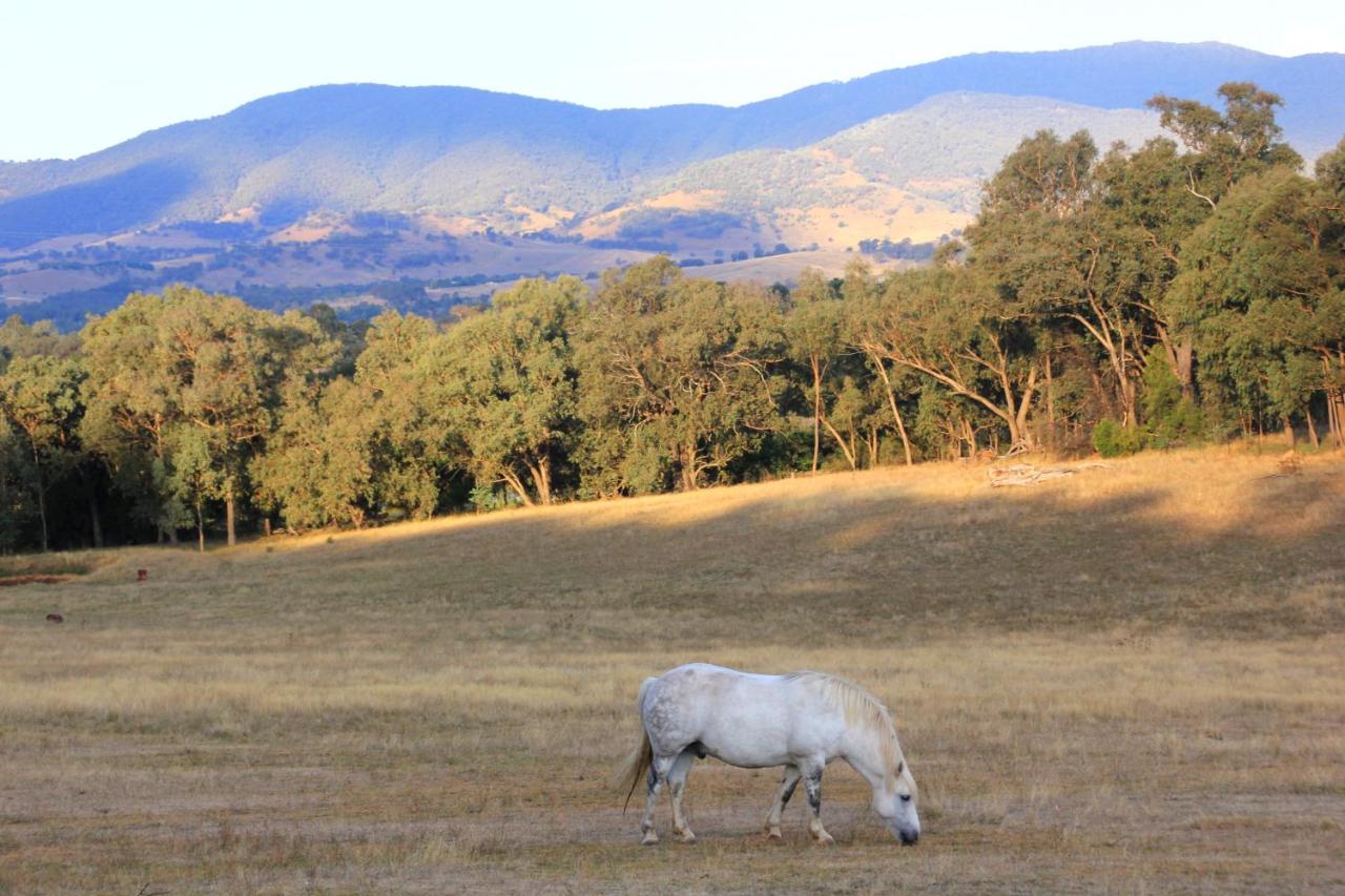 B&B Yackandandah - Yackandandah farm homestead - Bed and Breakfast Yackandandah