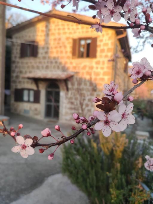 Casa vacanza Terrazza sul lago - B&B Montefiascone