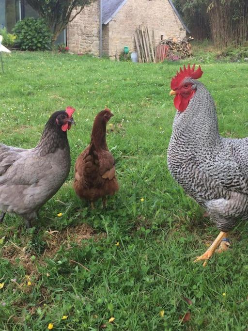 Les Crins de Gaïa - B&B Plogastel-Saint-Germain