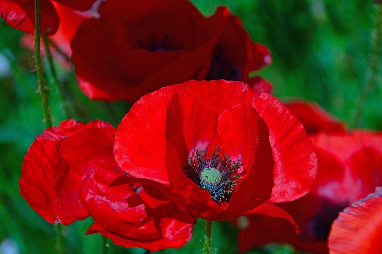 Poppy Flower Apartment - Bed and Breakfast Boedapest