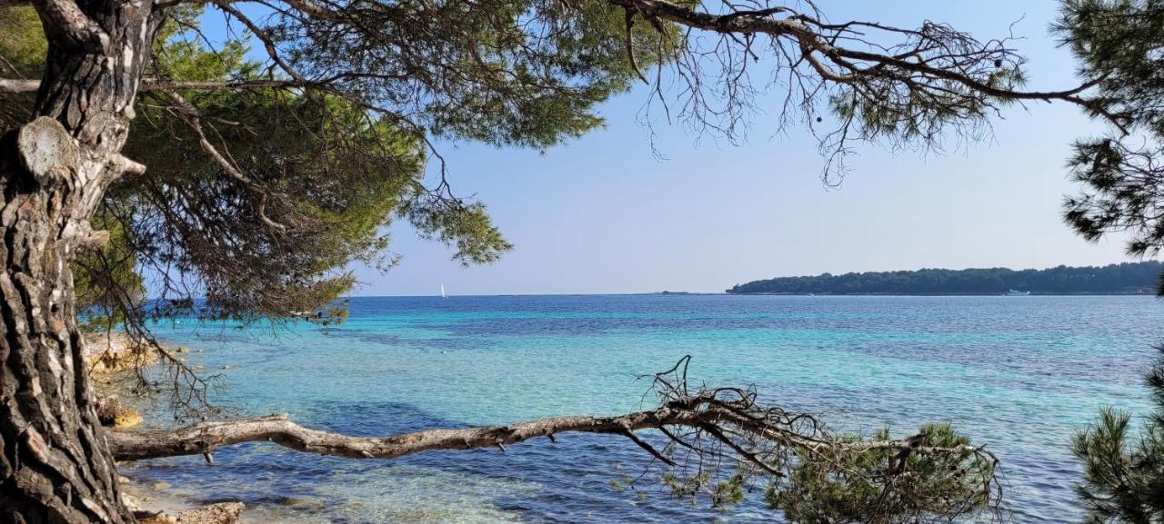 Les Grenadines du samedi au samedi - Chambres d’hôtes Antibes