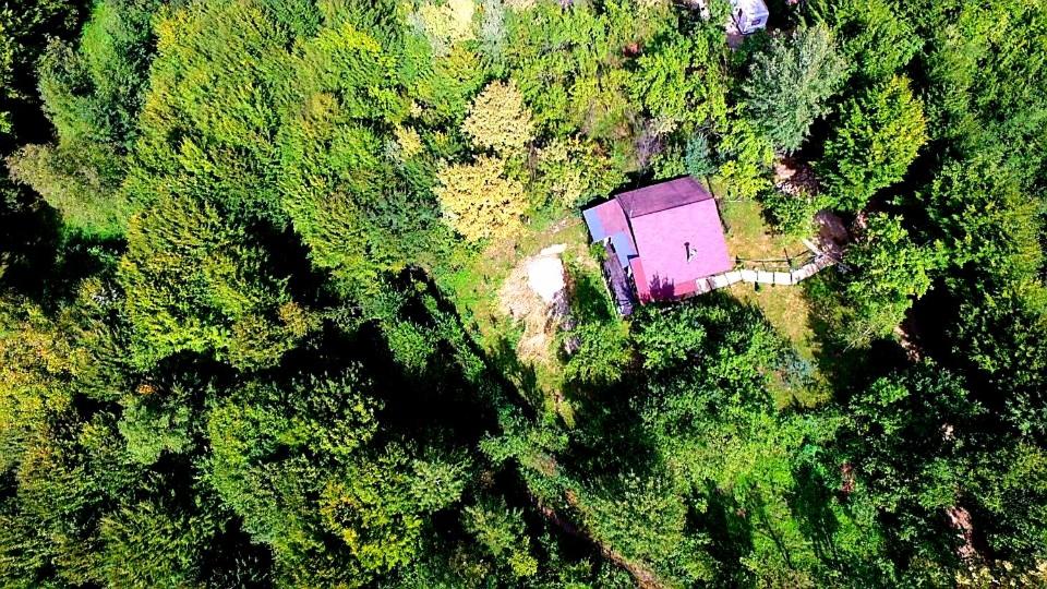 Mystically Wood House in The Forest - B&B Cârjari