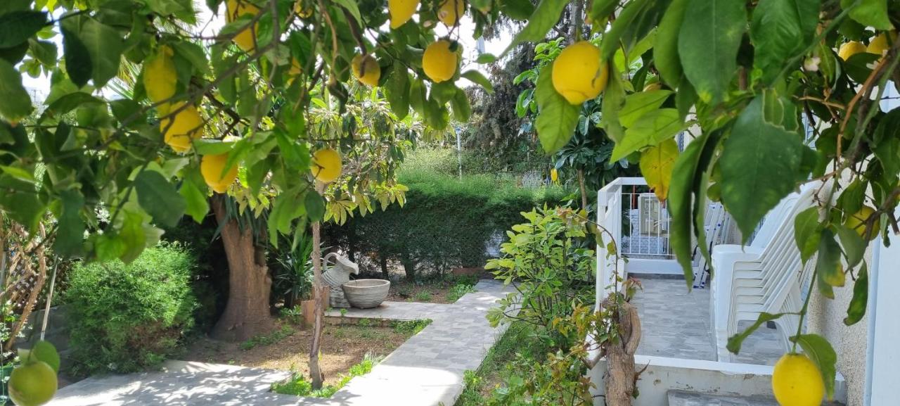 B&B Limassol - Elpida Lemon Garden House - Bed and Breakfast Limassol