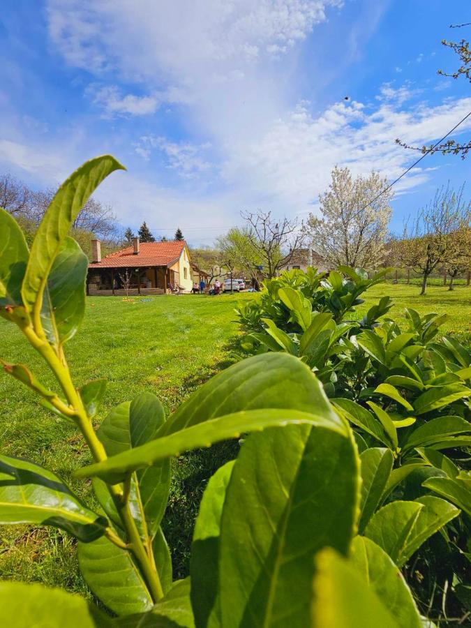 B&B Bešenovački Prnjavor - Fruška house - Bed and Breakfast Bešenovački Prnjavor