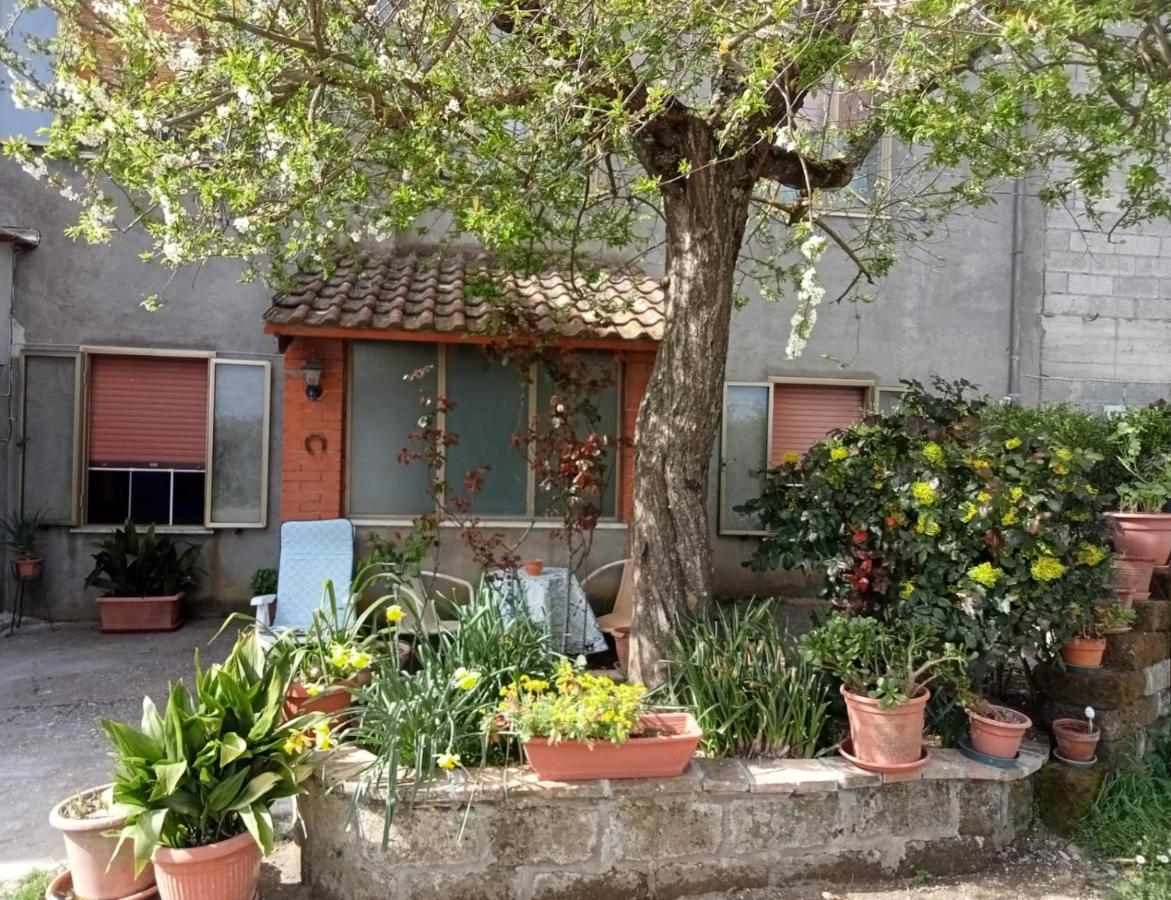 Nelle campagne bagnoresi - B&B Bagnoregio