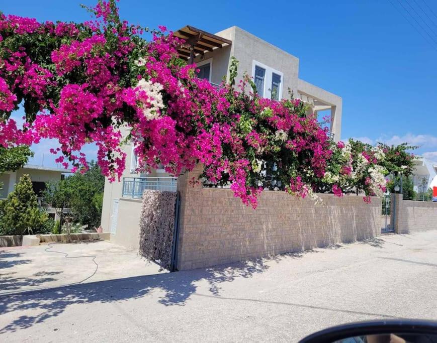 B&B Vagía - Μπουκαμβίλια/Bougainvillea tree - Bed and Breakfast Vagía