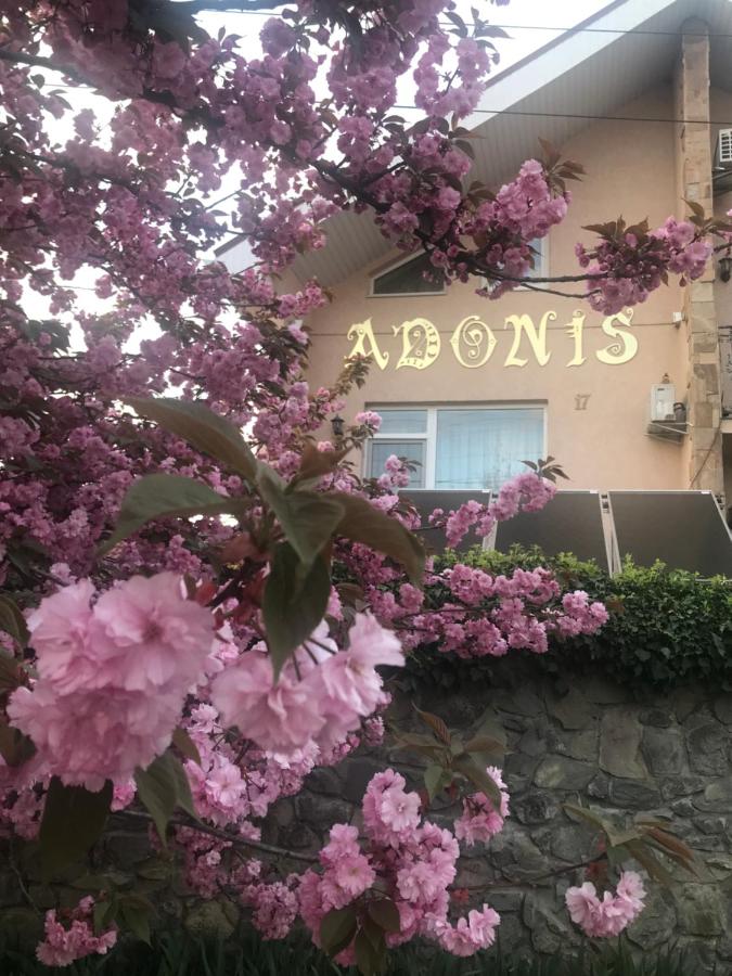 Adonis - B&B Úzhgorod
