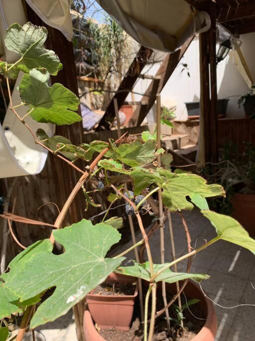 הבית של אדם - Bed and Breakfast Eilat