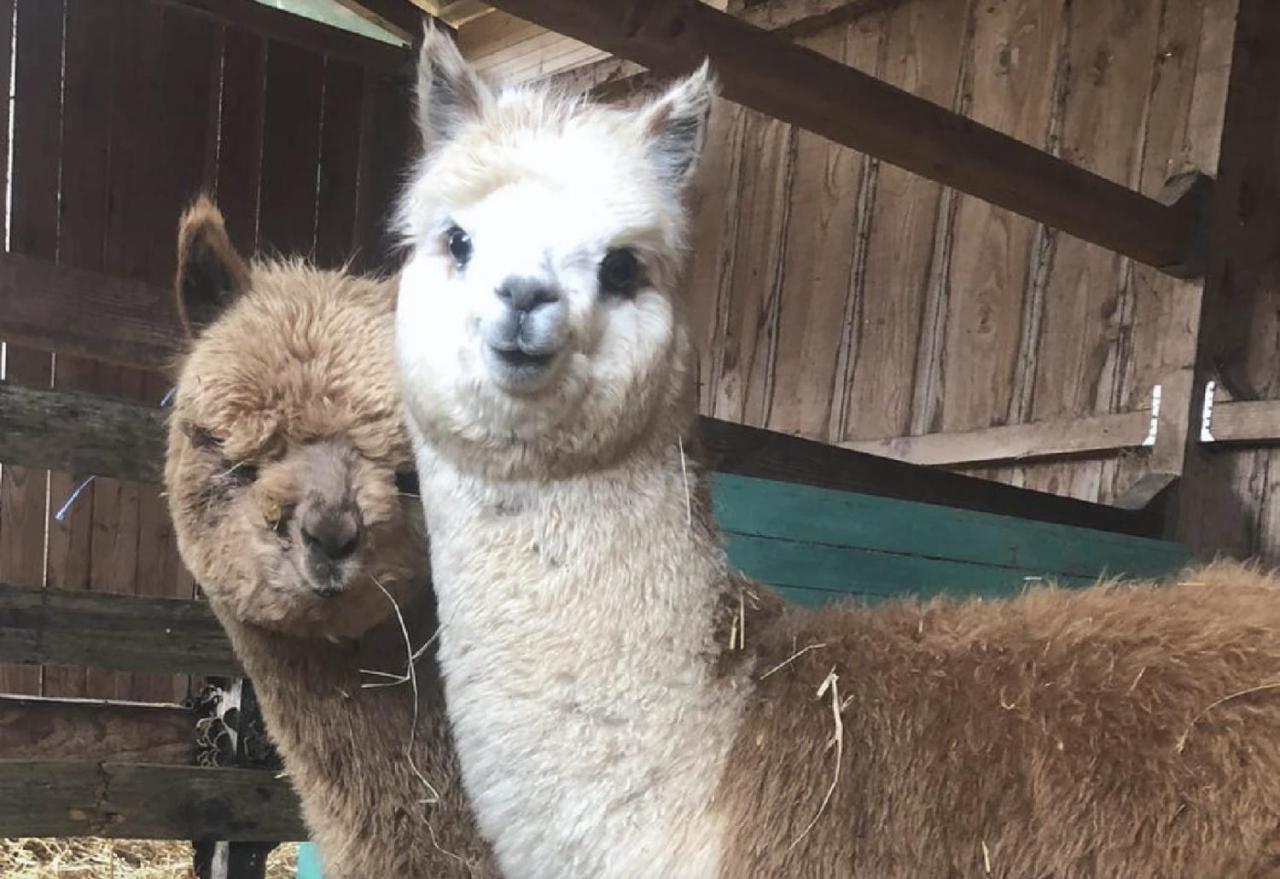 le Mas de la Jardine - B&B Velleron