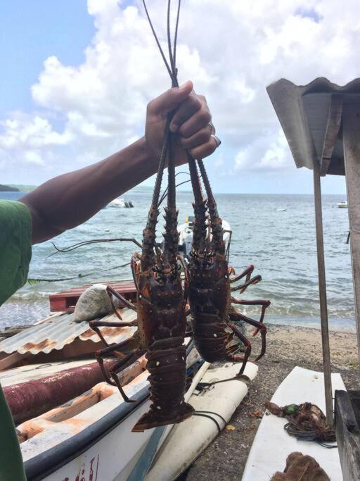 Joli T2 L'Oasis vue mer des Caraïbes proche des plages - B&B